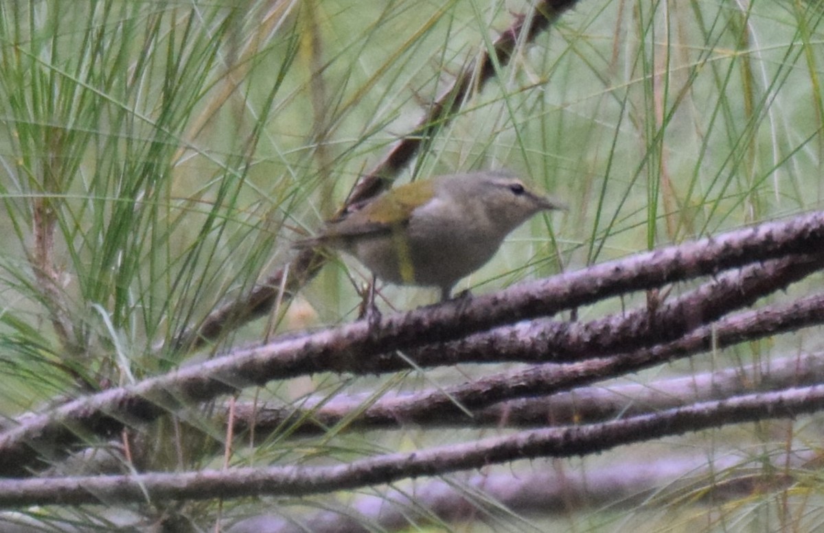 Tennessee Warbler - ML623539296