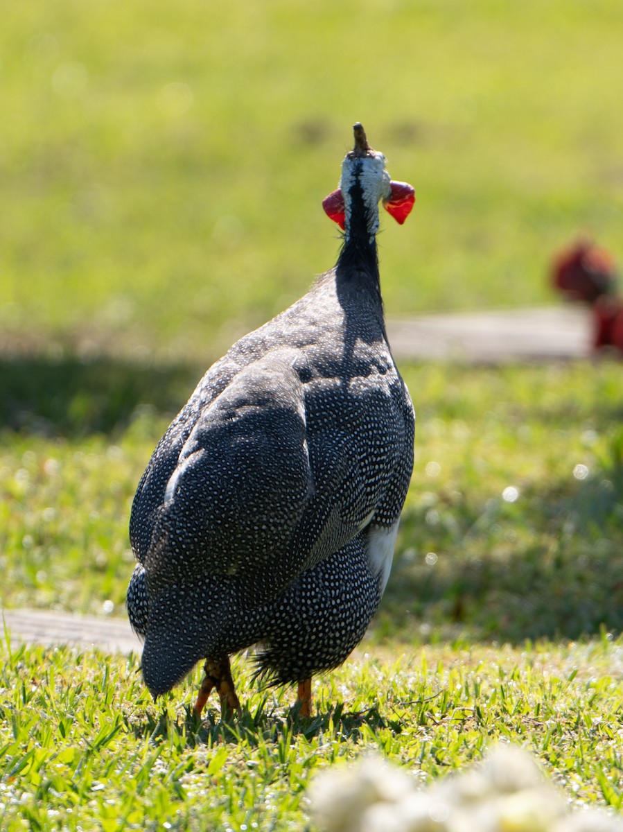 Helmeted Guineafowl (Domestic type) - ML623539314