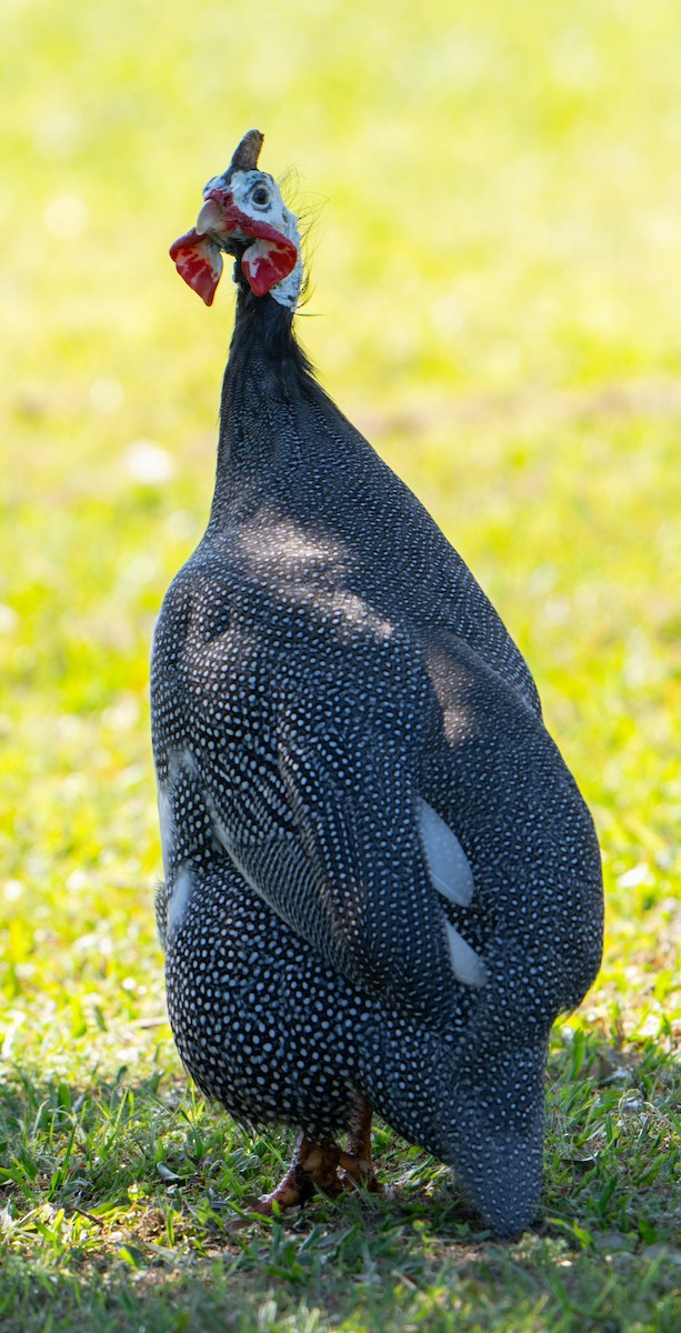 Helmeted Guineafowl (Domestic type) - ML623539315