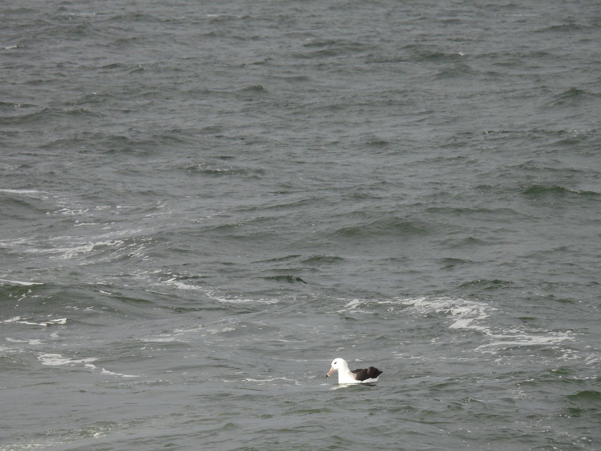 Black-browed Albatross - ML623539330