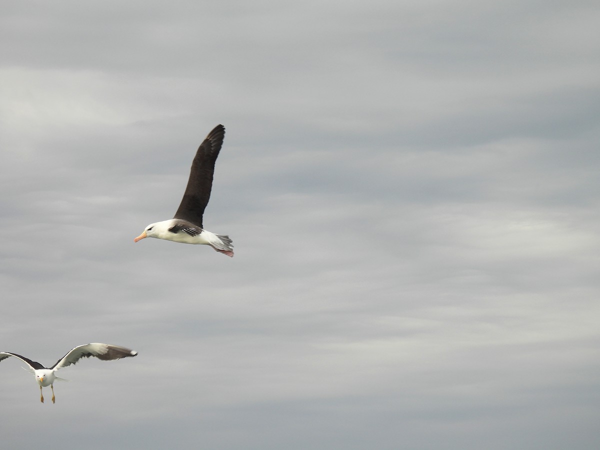 Black-browed Albatross - ML623539334