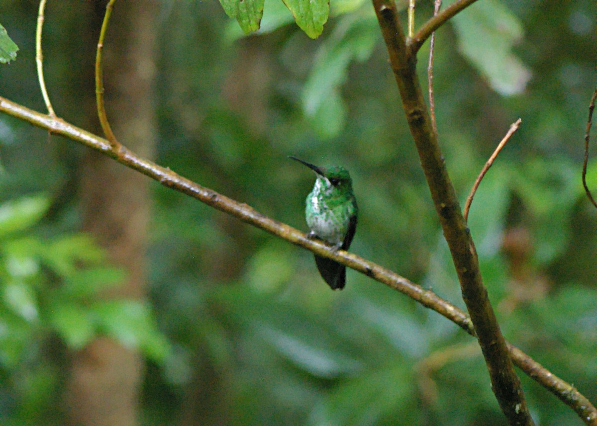 Esmeralda Capirotada - ML623539349