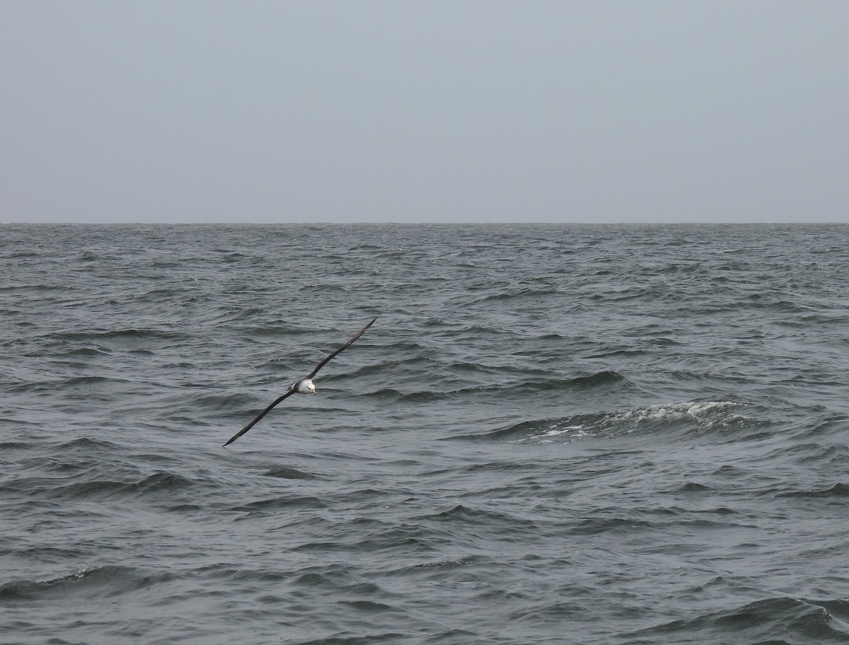 Black-browed Albatross - ML623539396