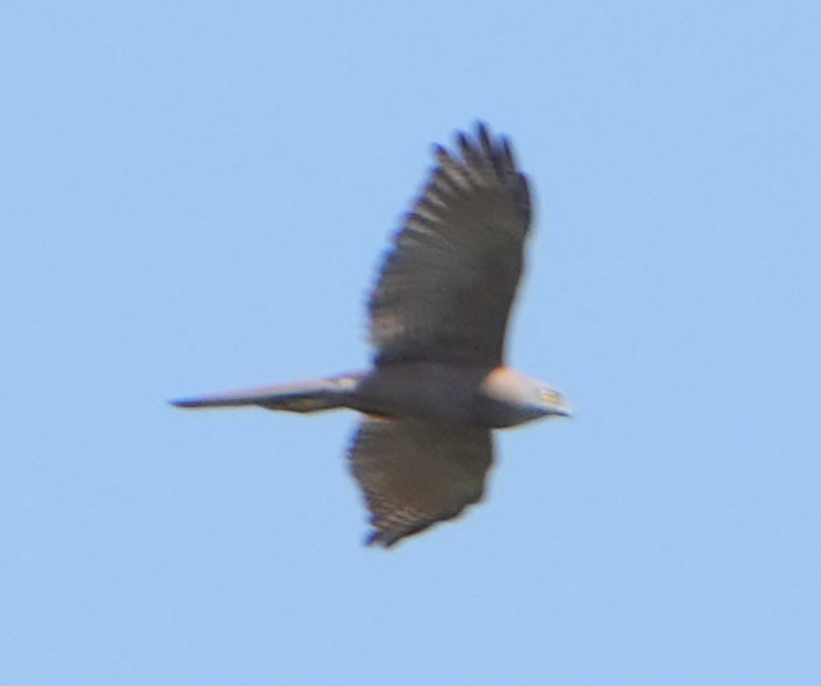 Brown Goshawk - ML623539459