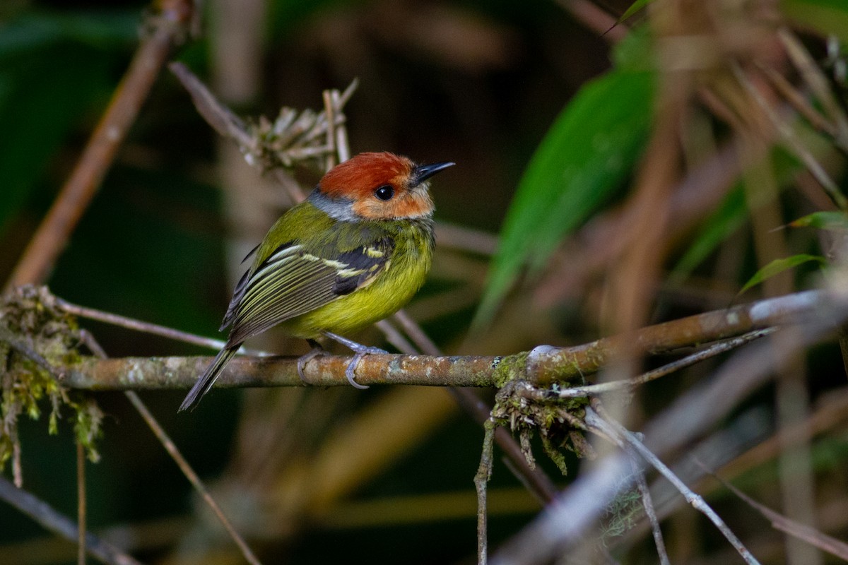 Rufous-crowned Tody-Flycatcher - ML623539473