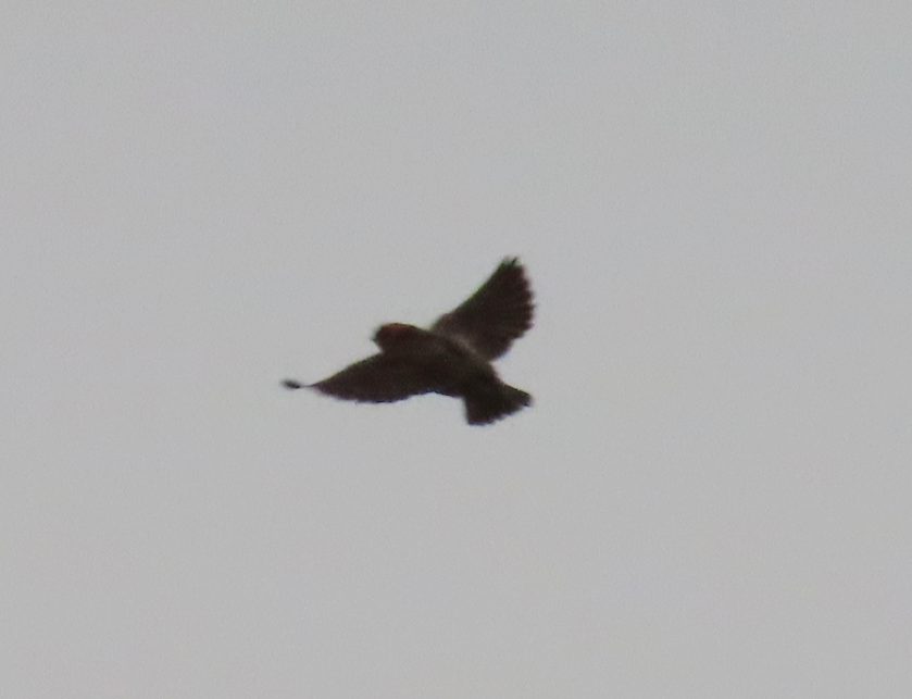 Tawny-headed Swallow - Francisco González Táboas