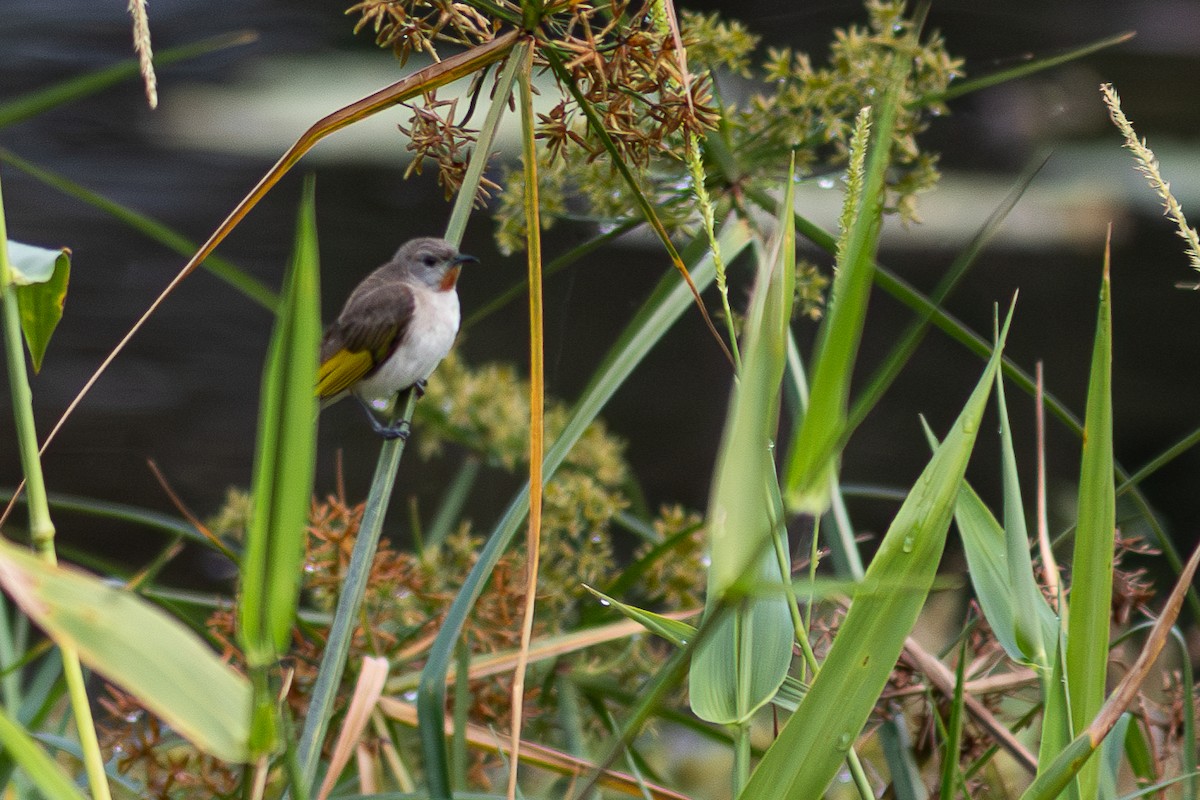 Rufous-throated Honeyeater - ML623539498