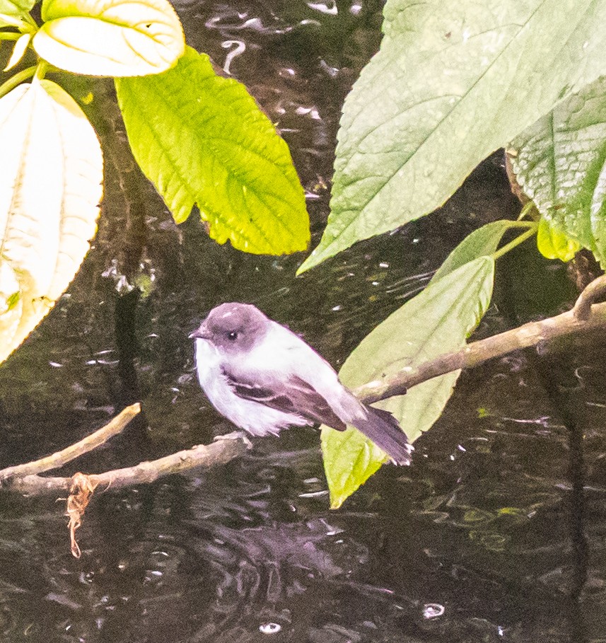 Torrent Tyrannulet - ML623539523