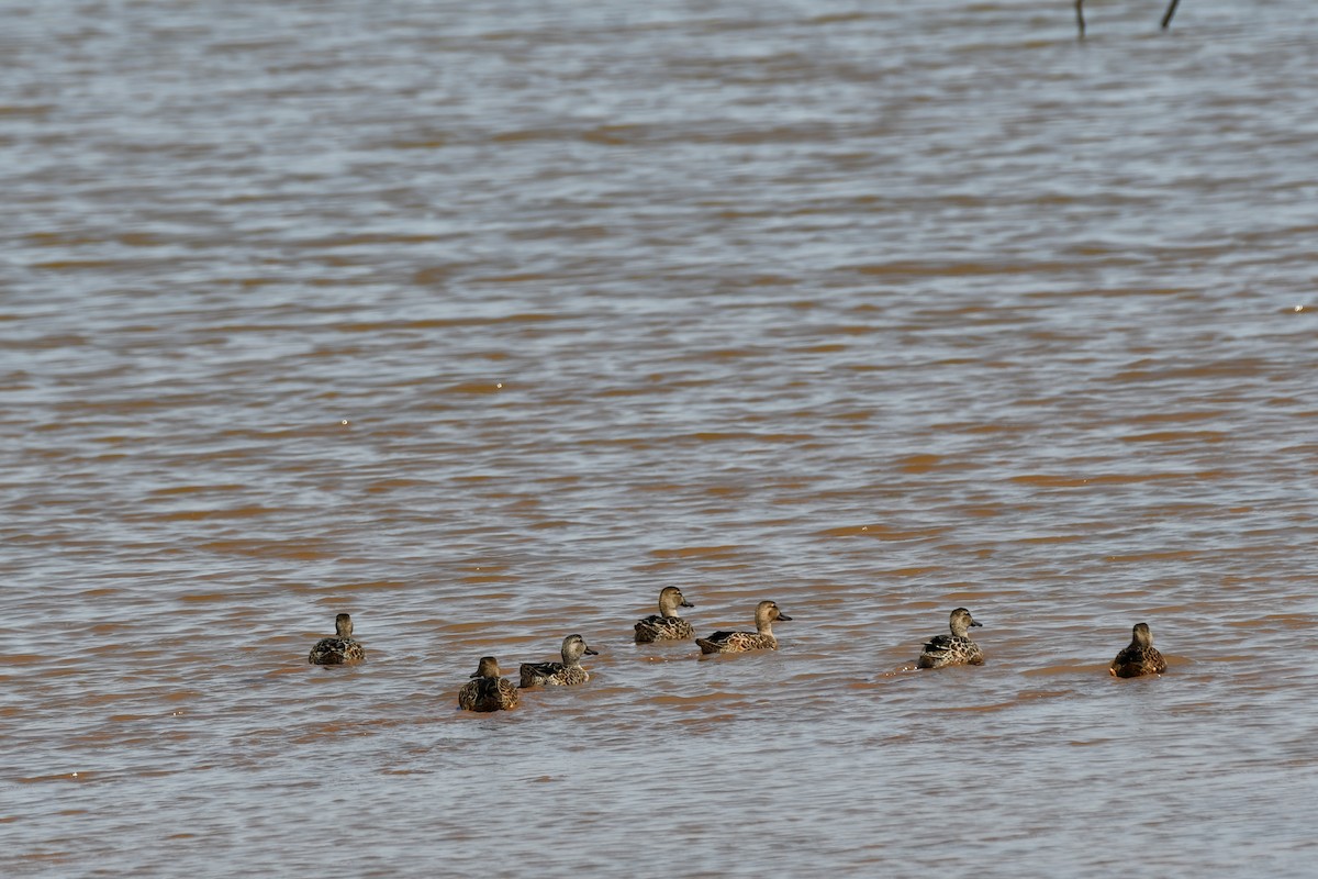 Blue-winged Teal - ML623539609