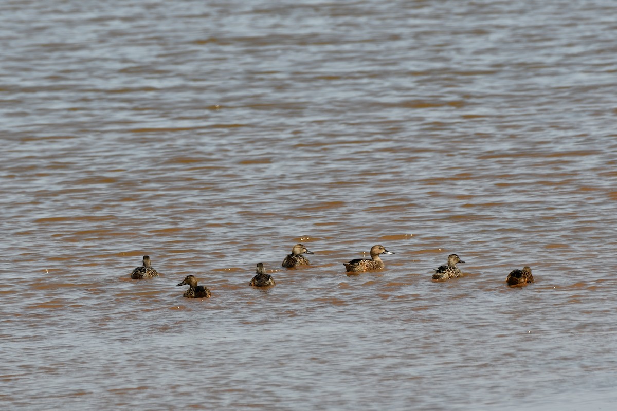 Blue-winged Teal - ML623539610