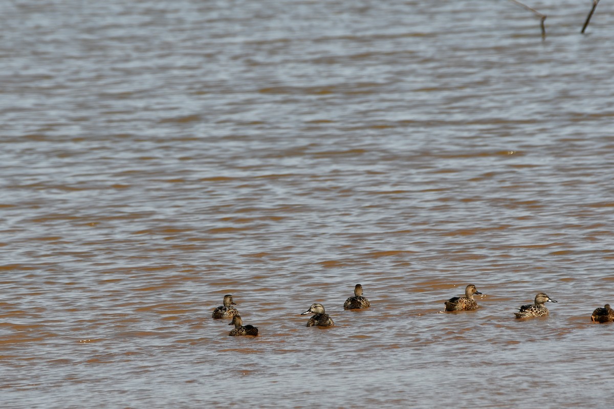 Blue-winged Teal - ML623539611