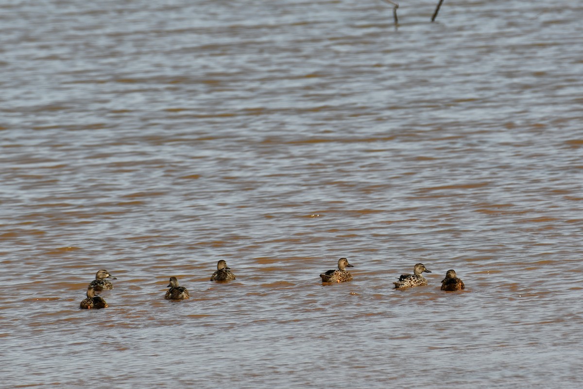 Blue-winged Teal - ML623539612