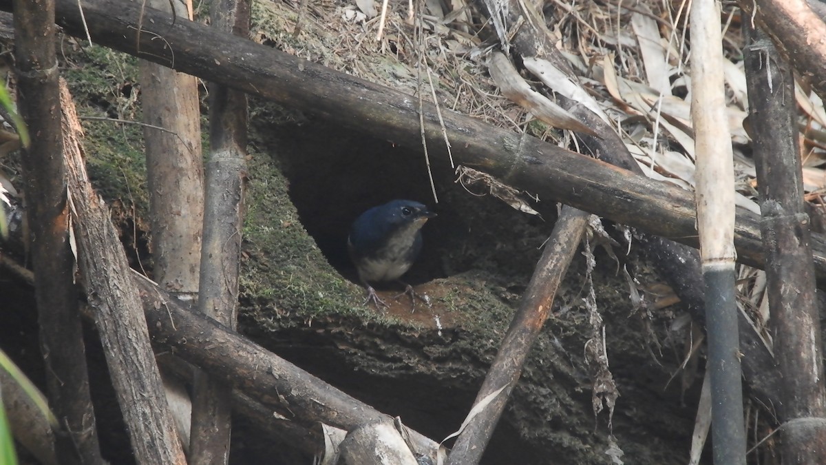 White-breasted Tapaculo - ML623539621