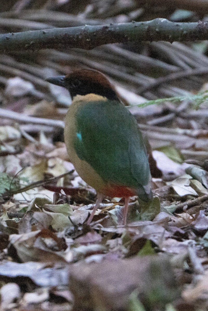 Noisy Pitta - Jess Chow