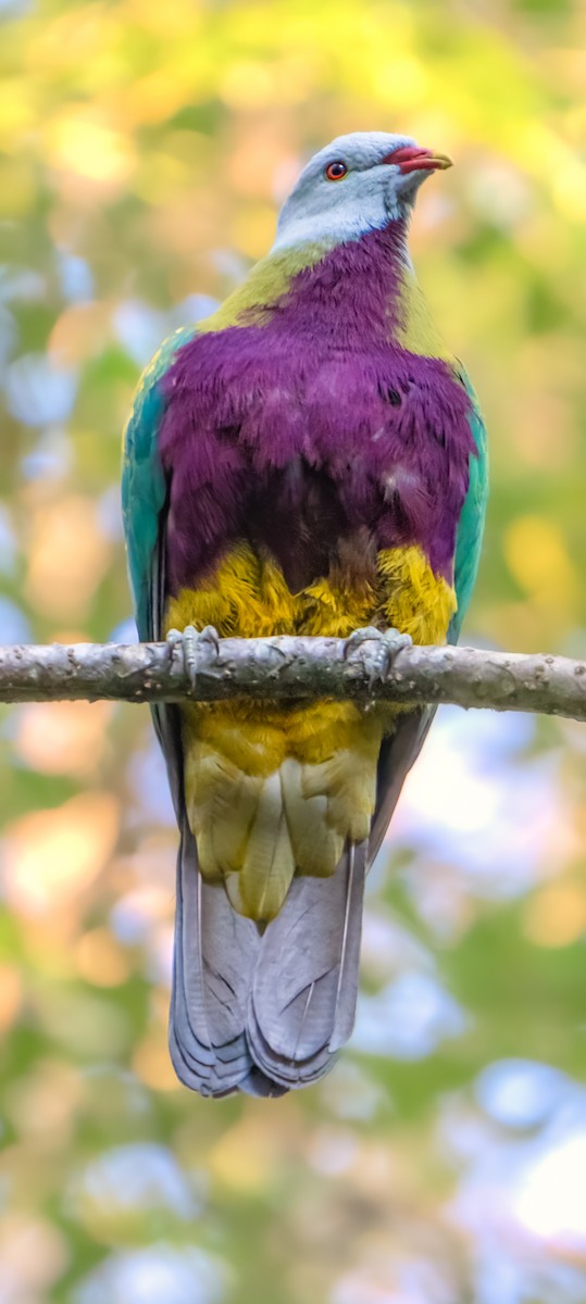 Wompoo Fruit-Dove - ML623539637