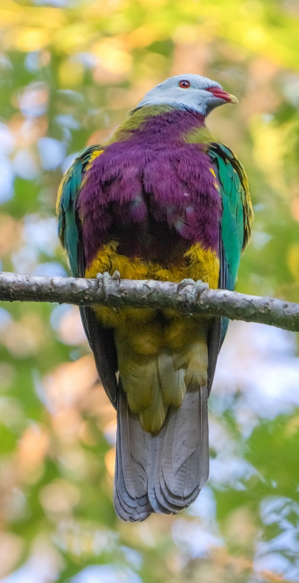 Wompoo Fruit-Dove - ML623539638