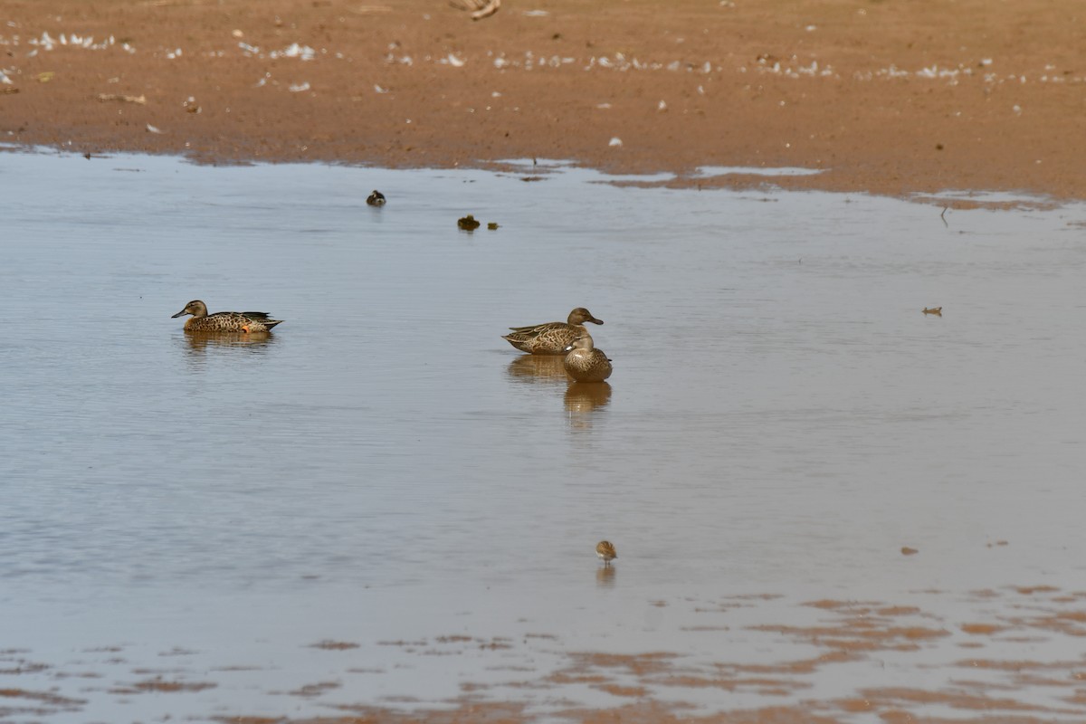 Blue-winged Teal - ML623539657