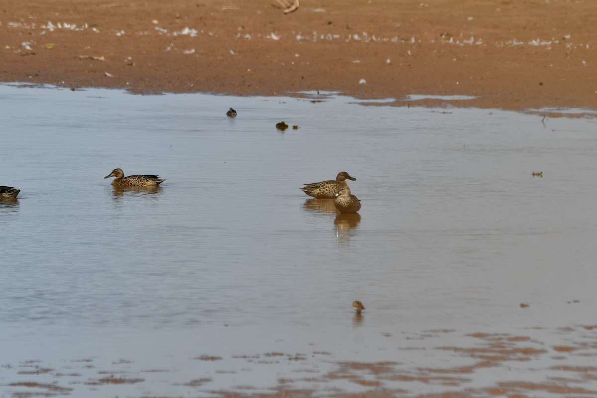 Blue-winged Teal - Carmen Ricer