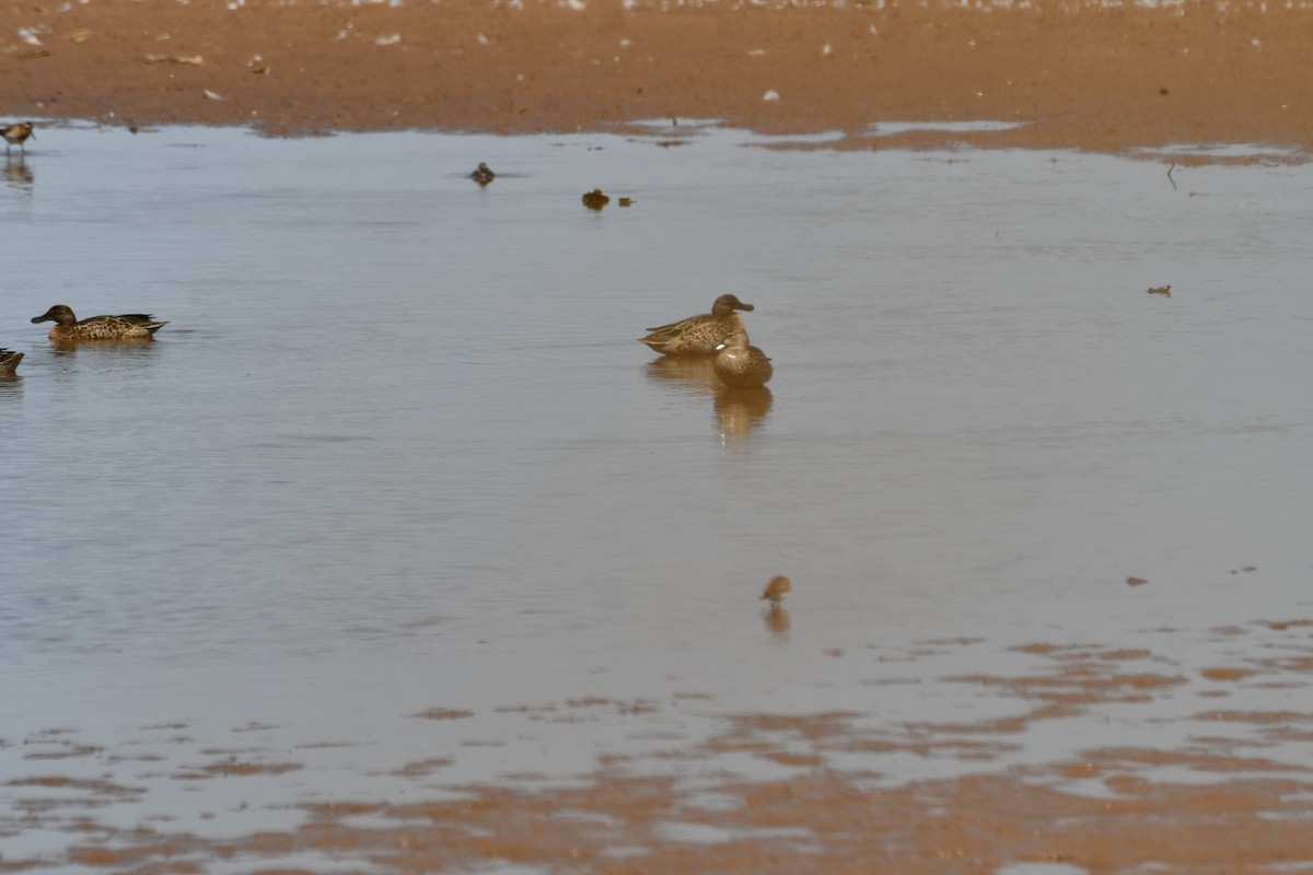 Blue-winged Teal - ML623539659