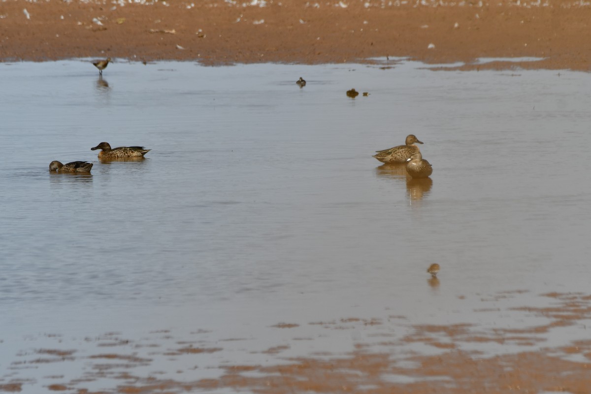 Blue-winged Teal - ML623539660