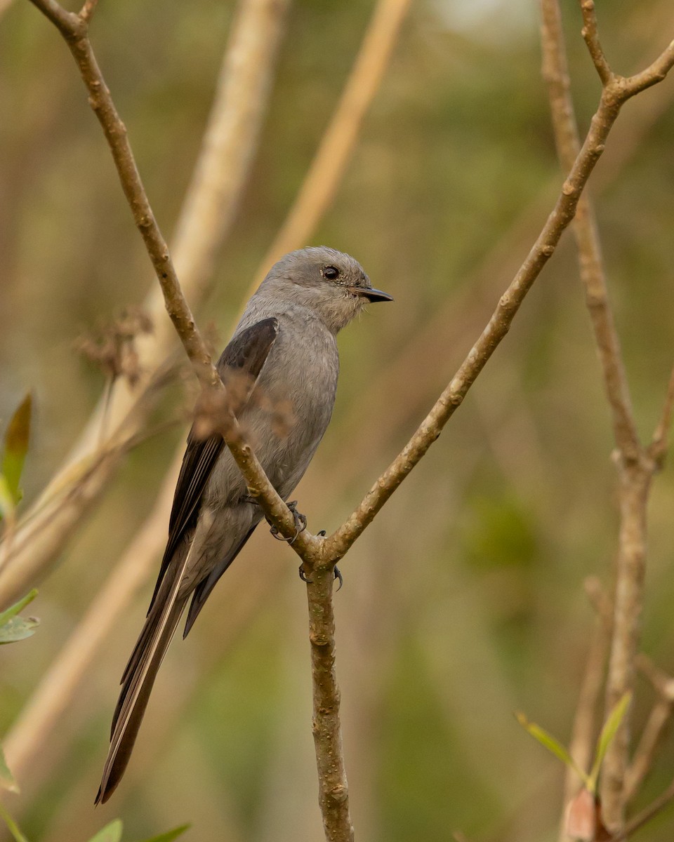 Shear-tailed Gray Tyrant - ML623539674