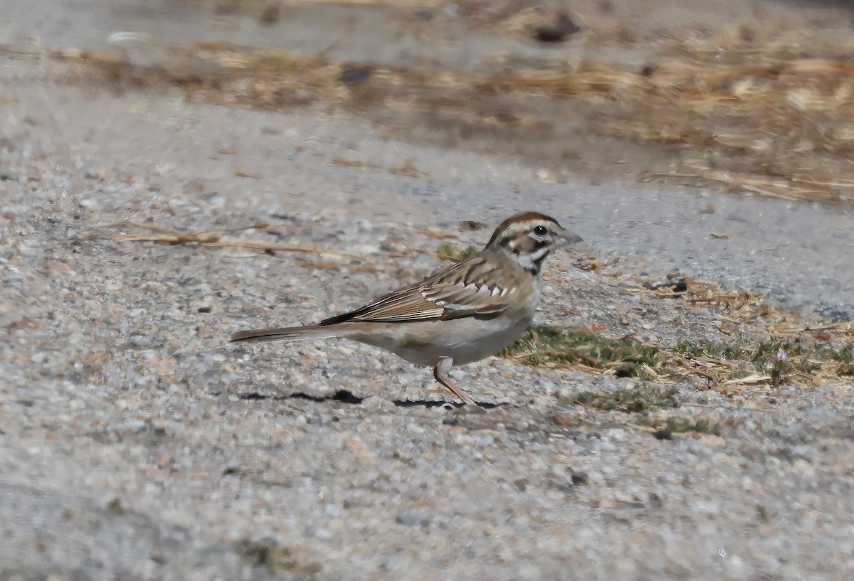 Lark Sparrow - ML623539715