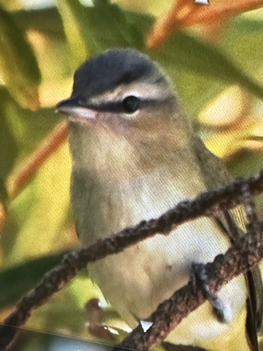 Red-eyed Vireo - Gak Stonn