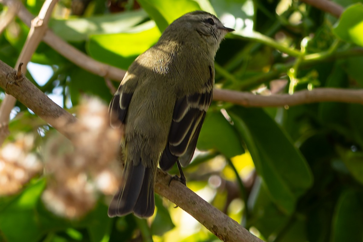 Planalto Tyrannulet - ML623539722