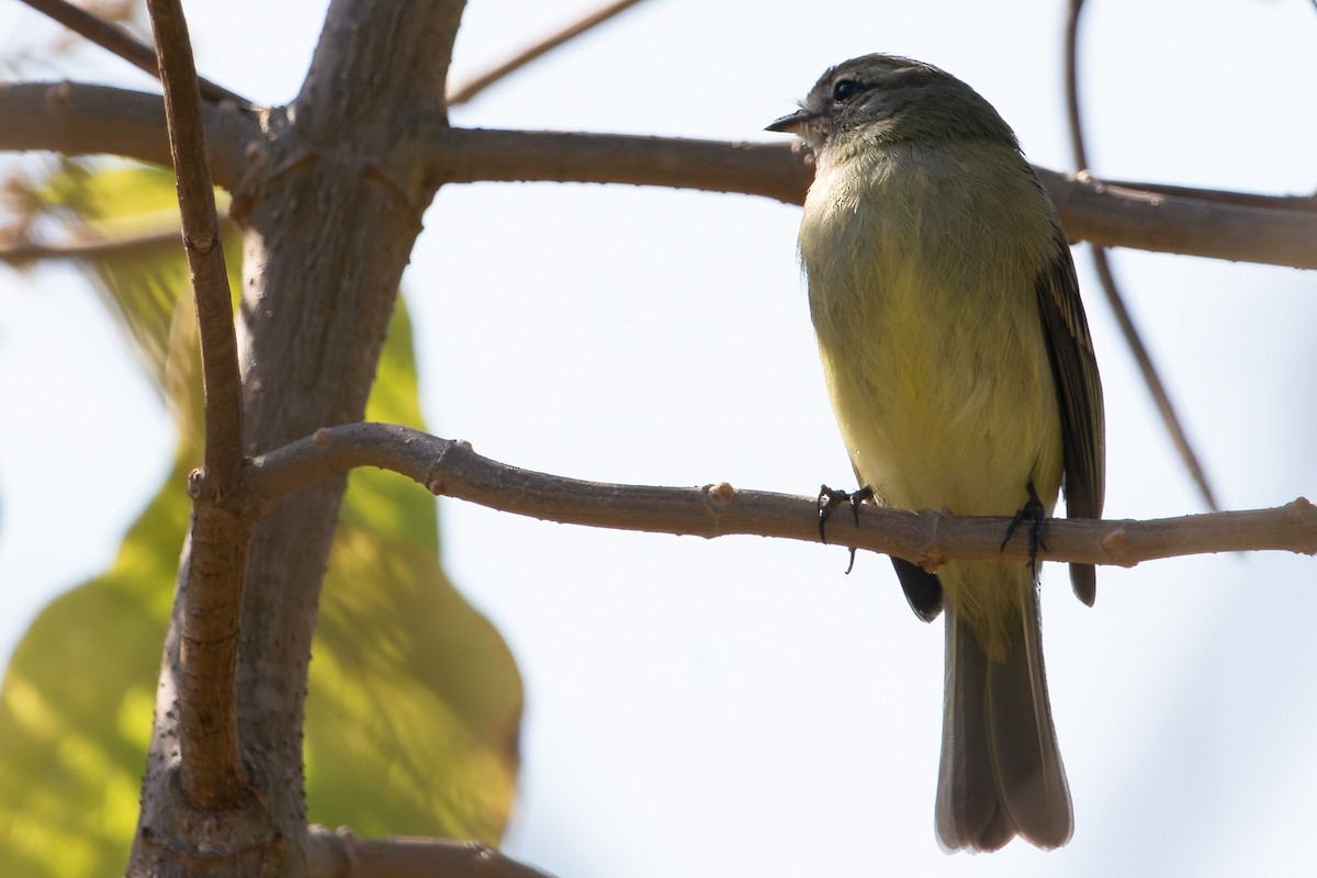 Planalto Tyrannulet - ML623539729