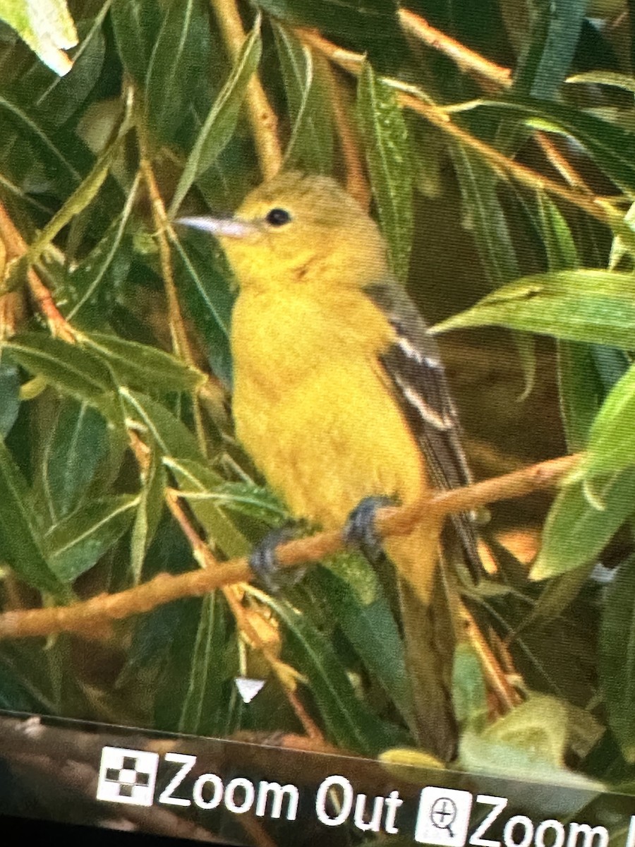 Orchard Oriole - ML623539738