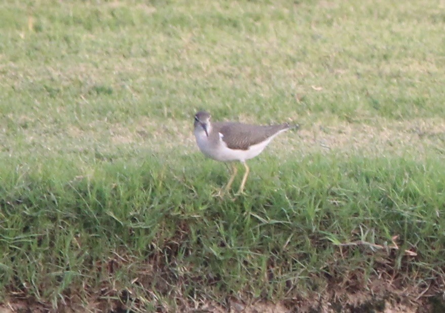Spotted Sandpiper - ML623539800