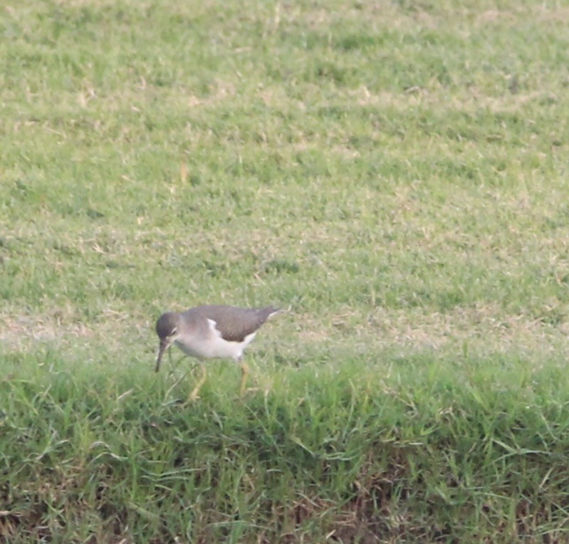 Spotted Sandpiper - ML623539801