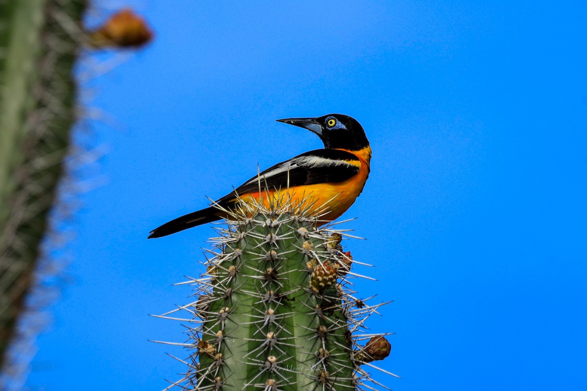 Venezuelan Troupial - ML623539819