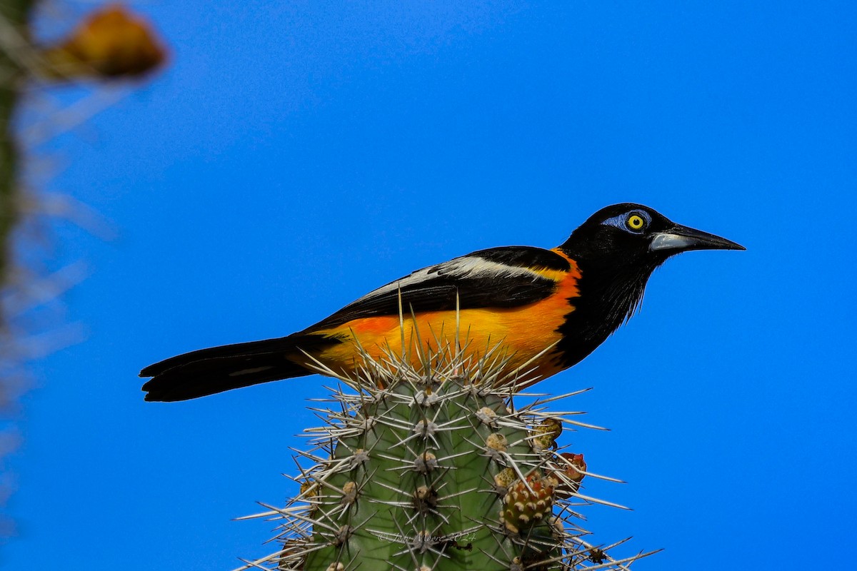 Venezuelan Troupial - ML623539837