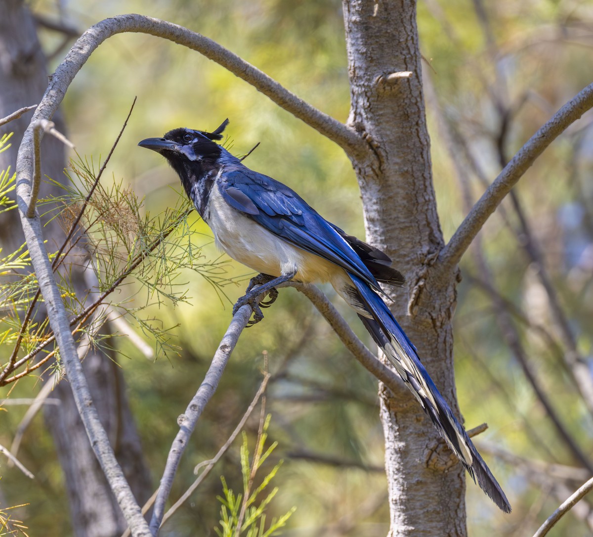 Black-throated Magpie-Jay - ML623539840