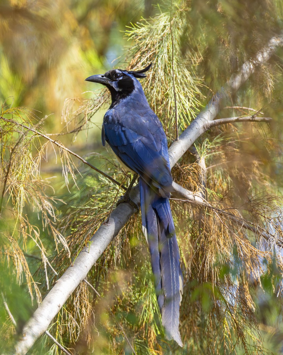 Black-throated Magpie-Jay - ML623539844