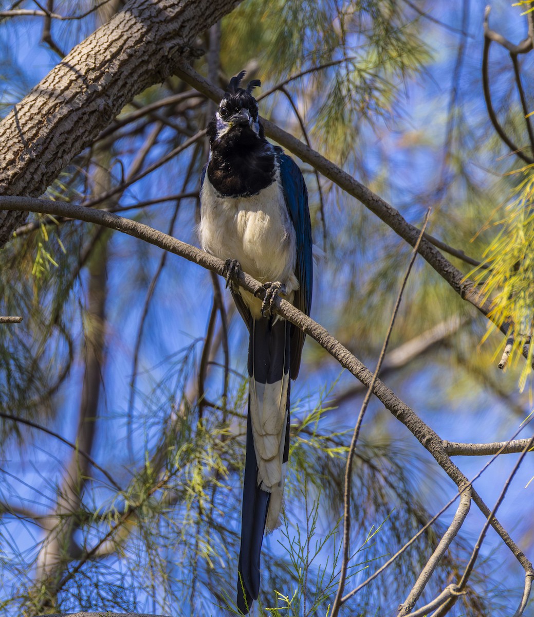 Black-throated Magpie-Jay - ML623539849