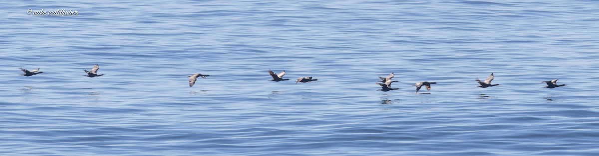 Pelagic Cormorant - Mike Waldhuber