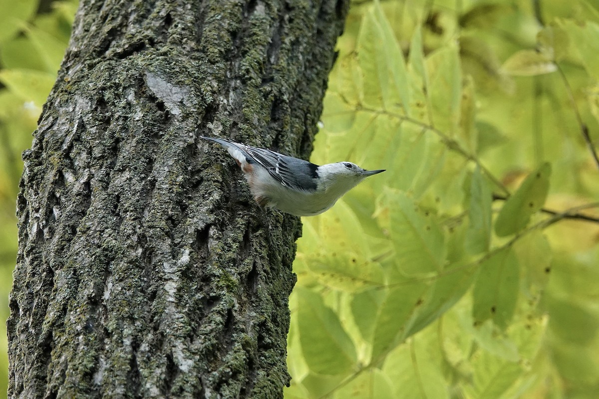 White-breasted Nuthatch - ML623539854