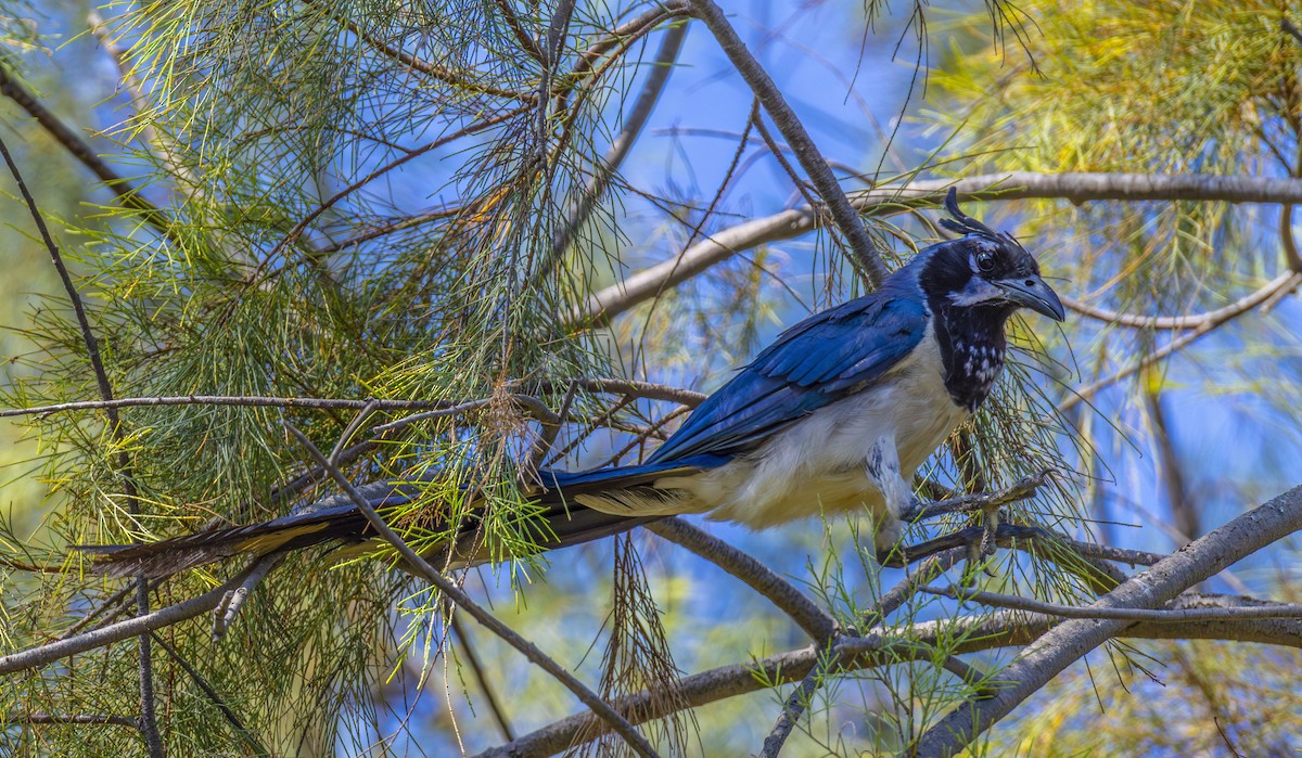 Black-throated Magpie-Jay - ML623539865