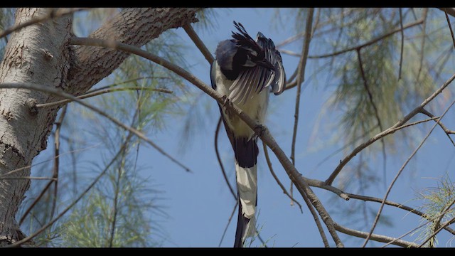 Black-throated Magpie-Jay - ML623539880