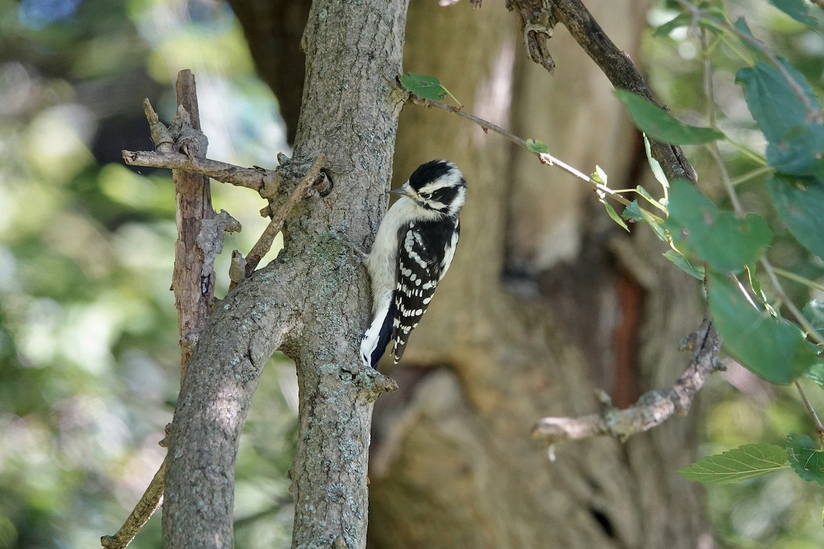 Downy Woodpecker - Carol MacKenzie