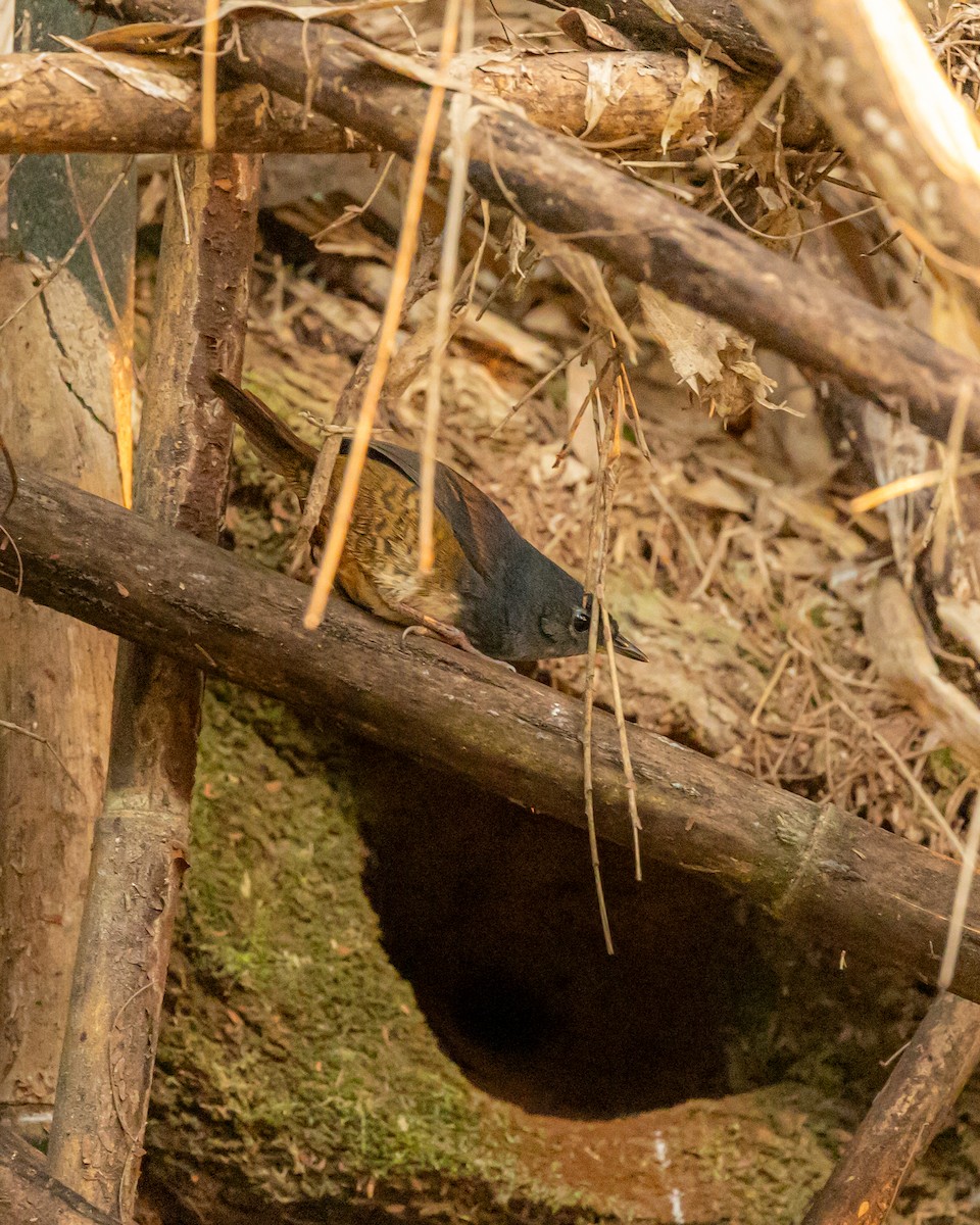 White-breasted Tapaculo - ML623539894