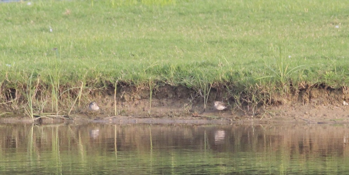 Least Sandpiper - ML623539967