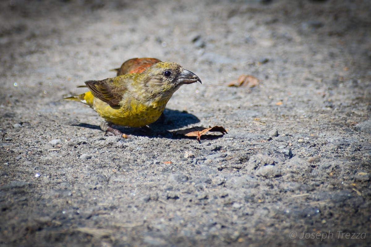 Red Crossbill - ML623539970