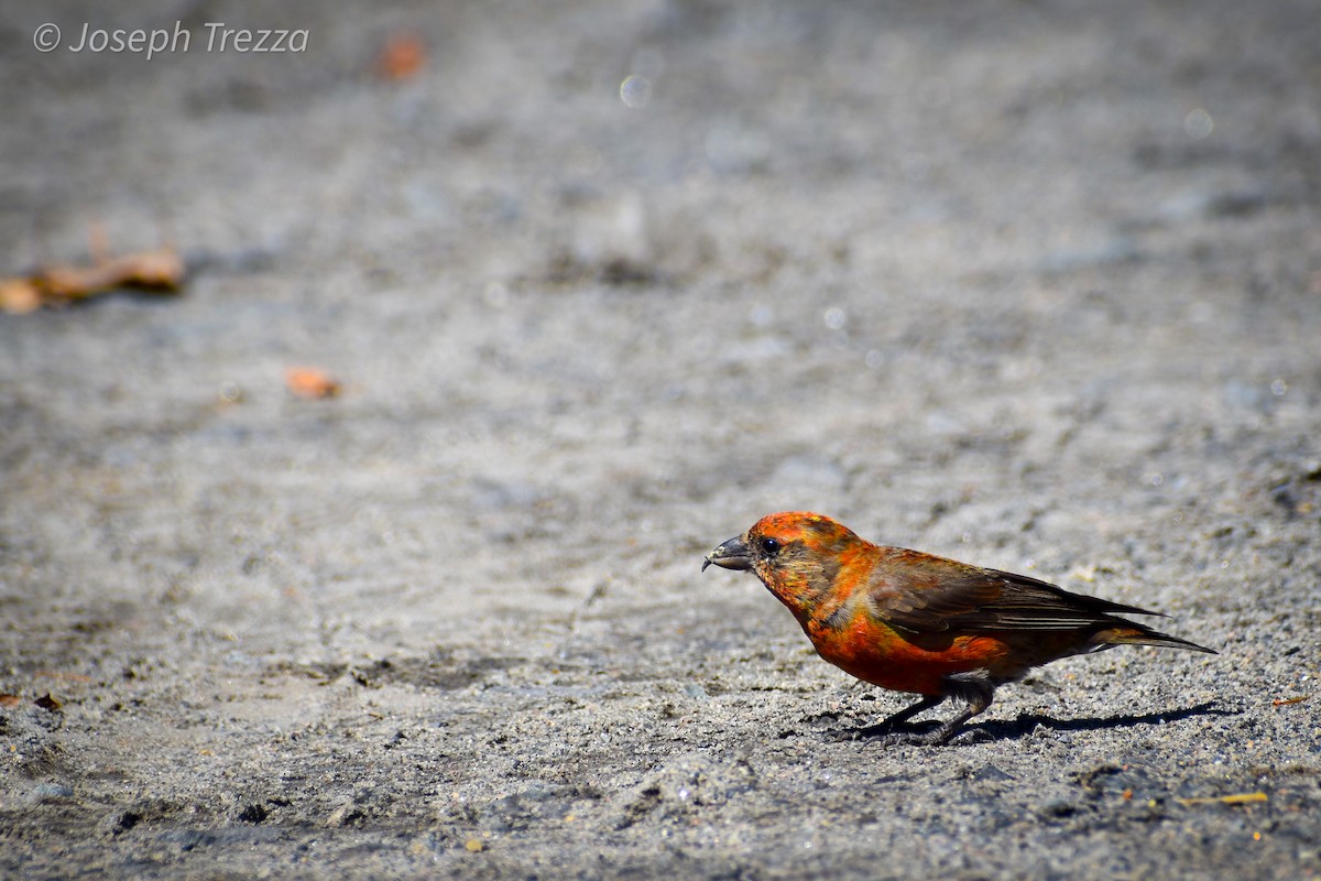 Red Crossbill - ML623539972