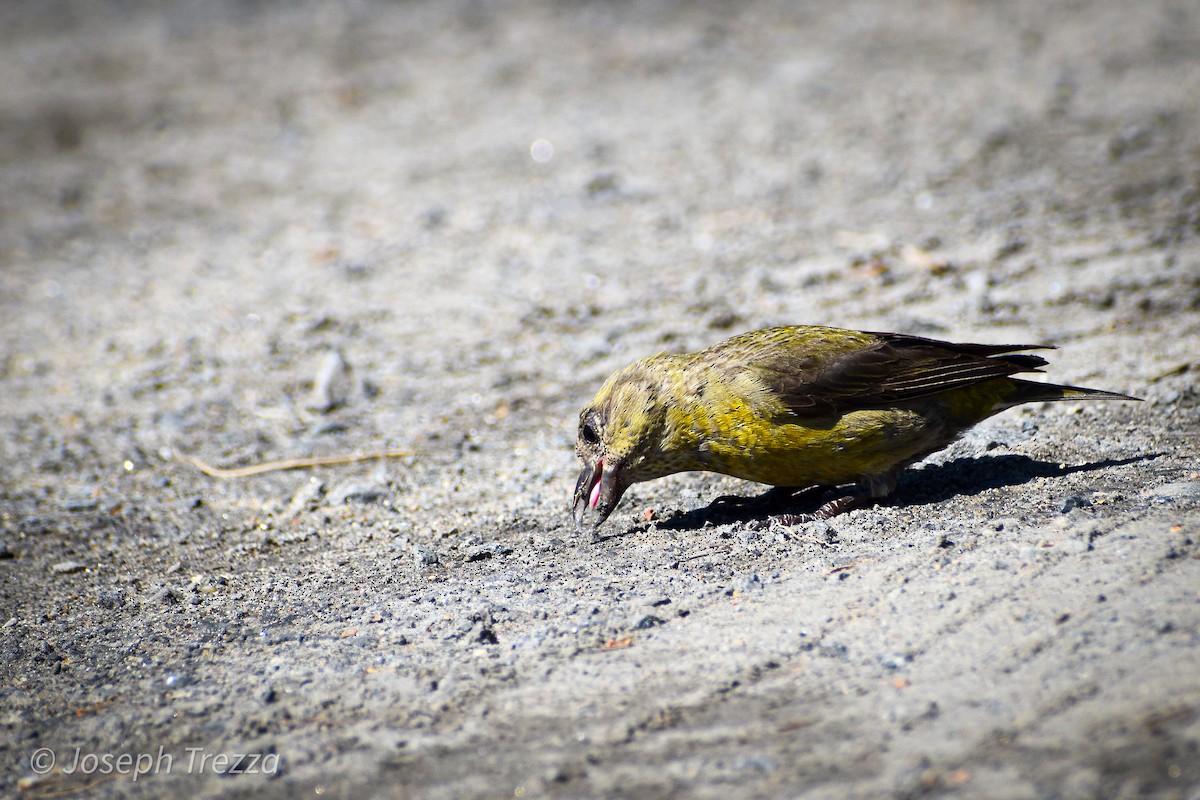 Red Crossbill - ML623539974