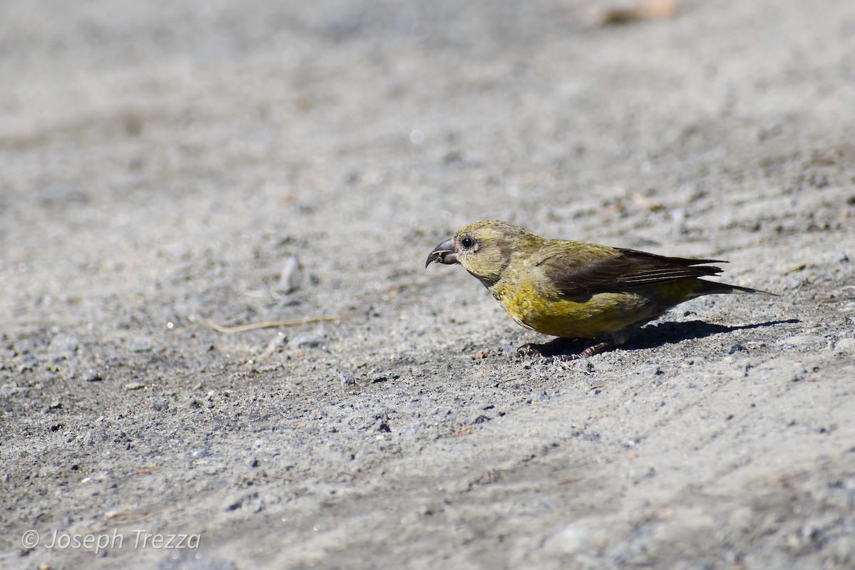 Red Crossbill - ML623539975