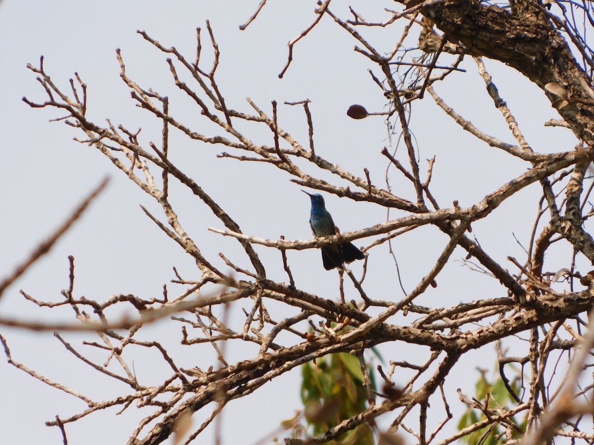 White-vented Violetear - ML623539985