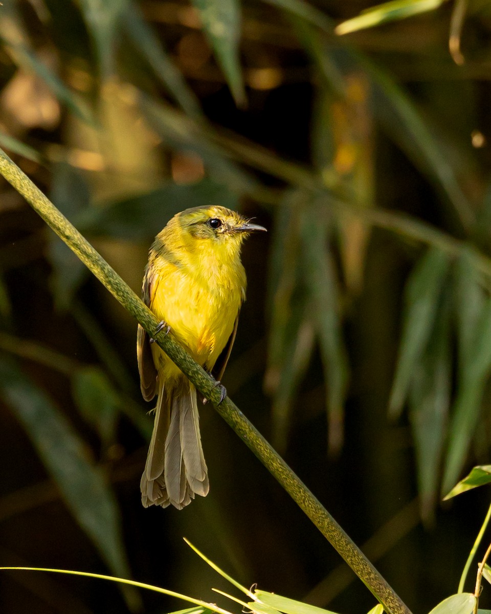 Mosquerito Amarillo - ML623539997